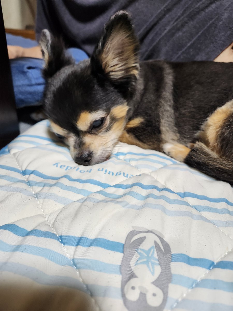 tarutatsu1's tweet photo. 明日チロル🐶3回目の抗がん剤予定ですが2日間点滴出来ず。こんなに暴れた事無かった。刺し所が悪かったのか?ごめんね。日々反省と頑張らなきゃでメンタル崩壊しそう。1番頑張ってるのはチロル。寂しいのはラスク。まだまだ頑張らなきゃ。
 #秘密結社老犬倶楽部
 #悪性腫瘍
 #チワワ チワックス https://t.co/udkNvkABrv