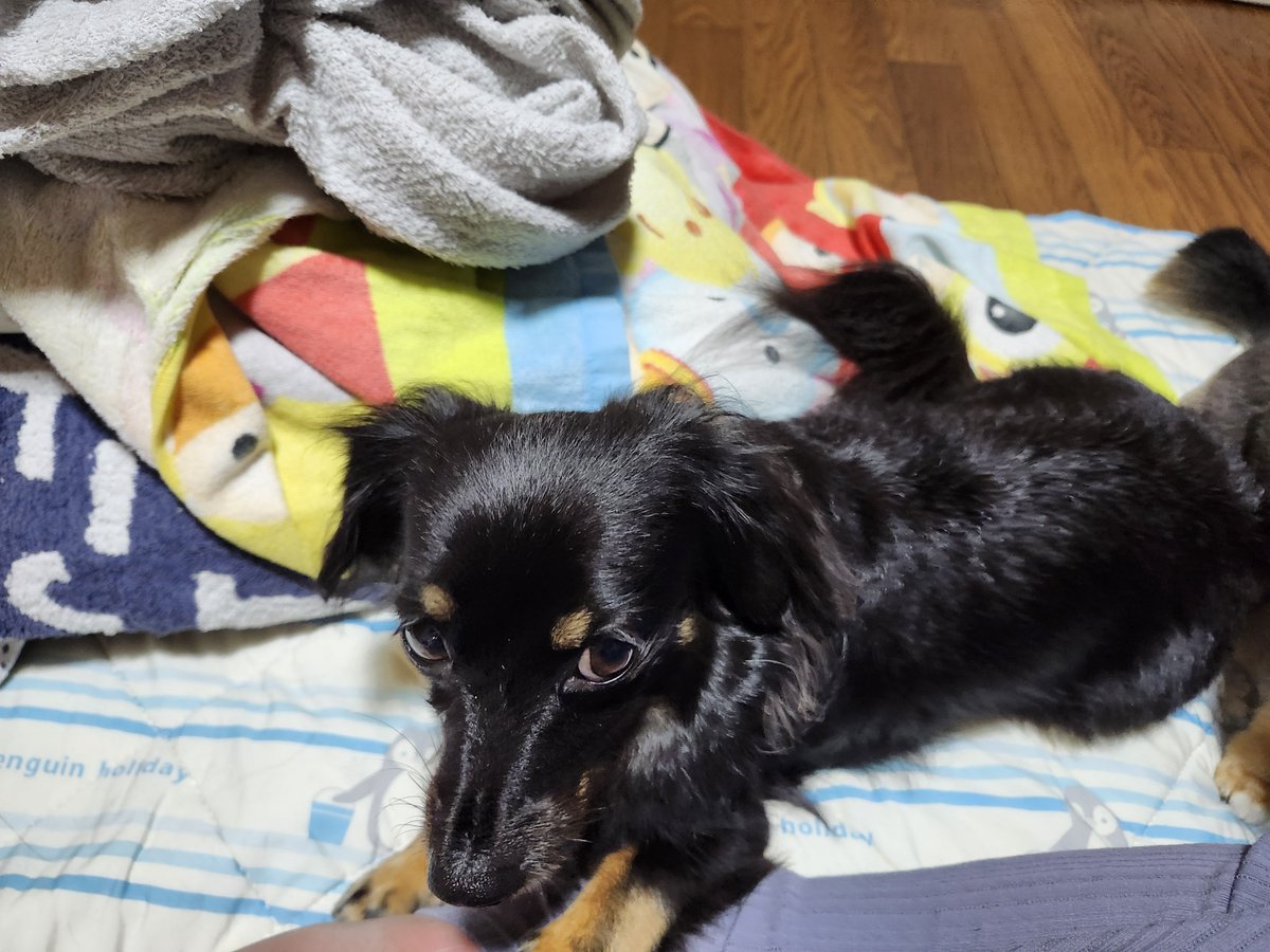 tarutatsu1's tweet photo. 明日チロル🐶3回目の抗がん剤予定ですが2日間点滴出来ず。こんなに暴れた事無かった。刺し所が悪かったのか?ごめんね。日々反省と頑張らなきゃでメンタル崩壊しそう。1番頑張ってるのはチロル。寂しいのはラスク。まだまだ頑張らなきゃ。
 #秘密結社老犬倶楽部
 #悪性腫瘍
 #チワワ チワックス https://t.co/udkNvkABrv