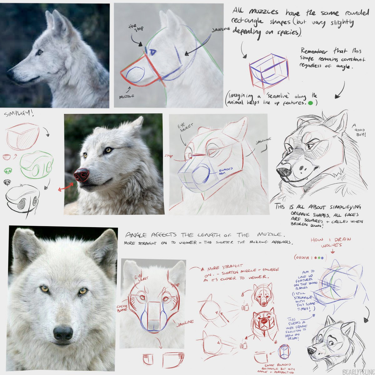 EtheringtonBros's tweet photo. Our feature artist/tutorial for today is this SIMPLY WONDERFUL page of notes by the talented @BearlyFeline! Beautiful explanations, wonderful illustrations and real-world examples, a perfect tutorial! #wolves #dogs #wolf #characterdesign #artips #drawing #tutorial https://t.co/YmZc5QqOz2