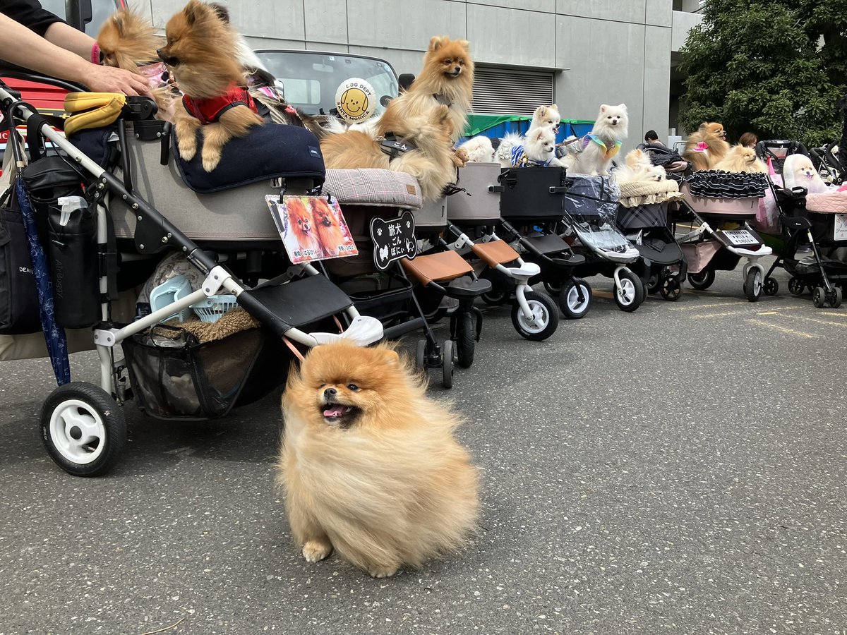 kibidango_sippo's tweet photo. カート持ってなくて、ダンボールで我慢して、レンタルカートを自分のだと勘違いして、やっとこ手に入れたマイカート。 https://t.co/HSLvig4kiB