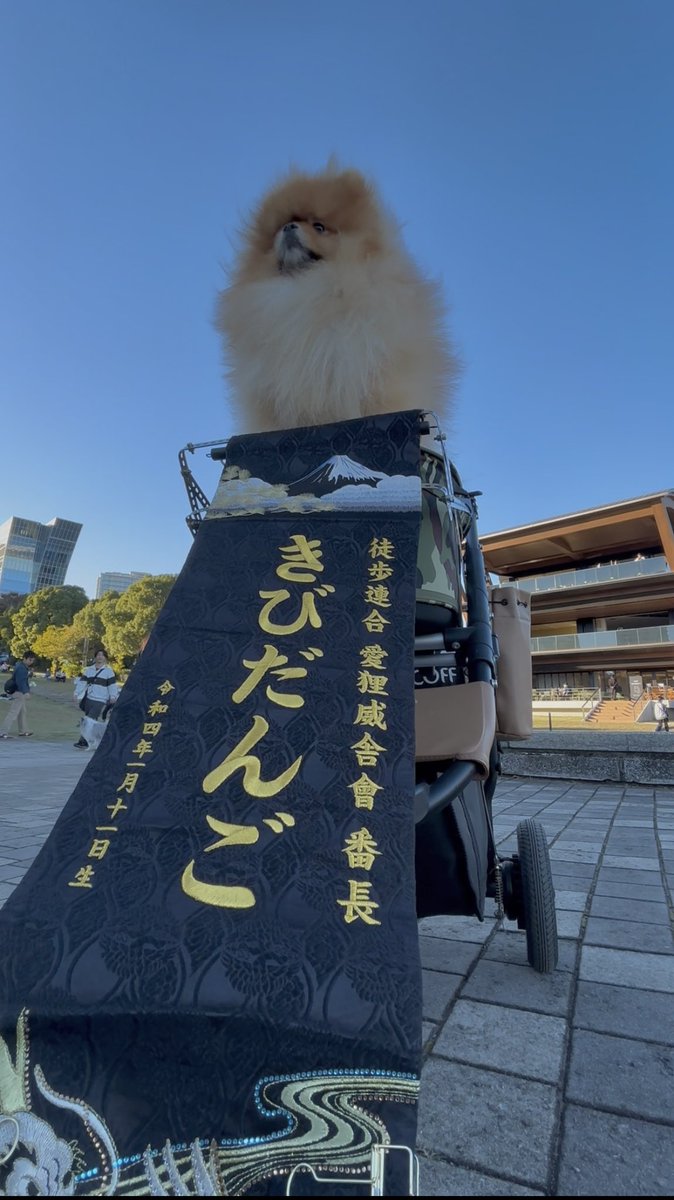 kibidango_sippo's tweet photo. カート持ってなくて、ダンボールで我慢して、レンタルカートを自分のだと勘違いして、やっとこ手に入れたマイカート。 https://t.co/HSLvig4kiB