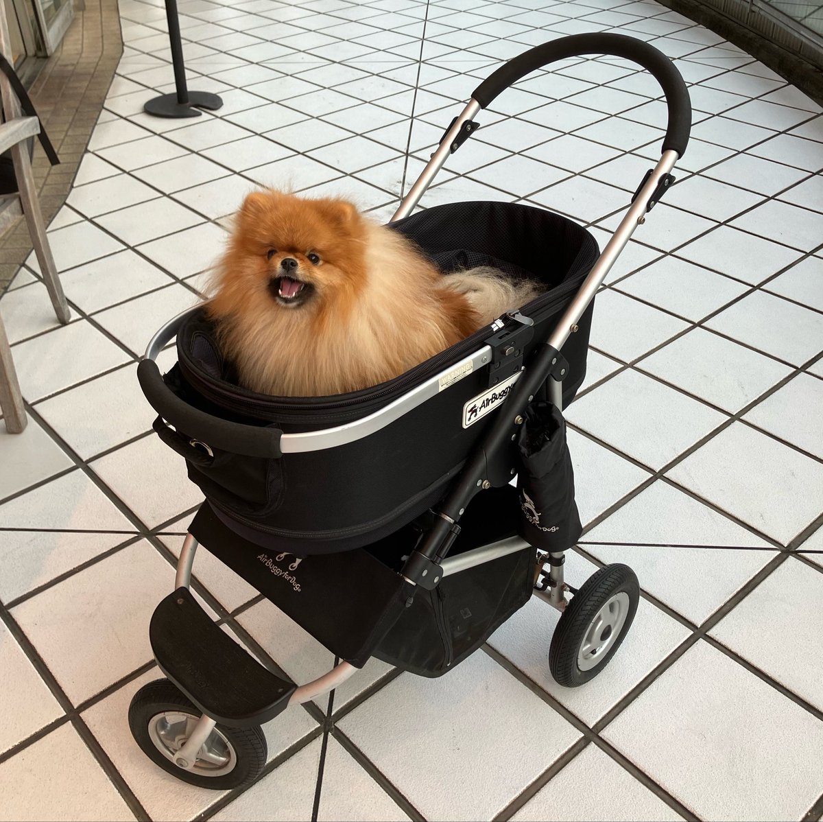kibidango_sippo's tweet photo. カート持ってなくて、ダンボールで我慢して、レンタルカートを自分のだと勘違いして、やっとこ手に入れたマイカート。 https://t.co/HSLvig4kiB