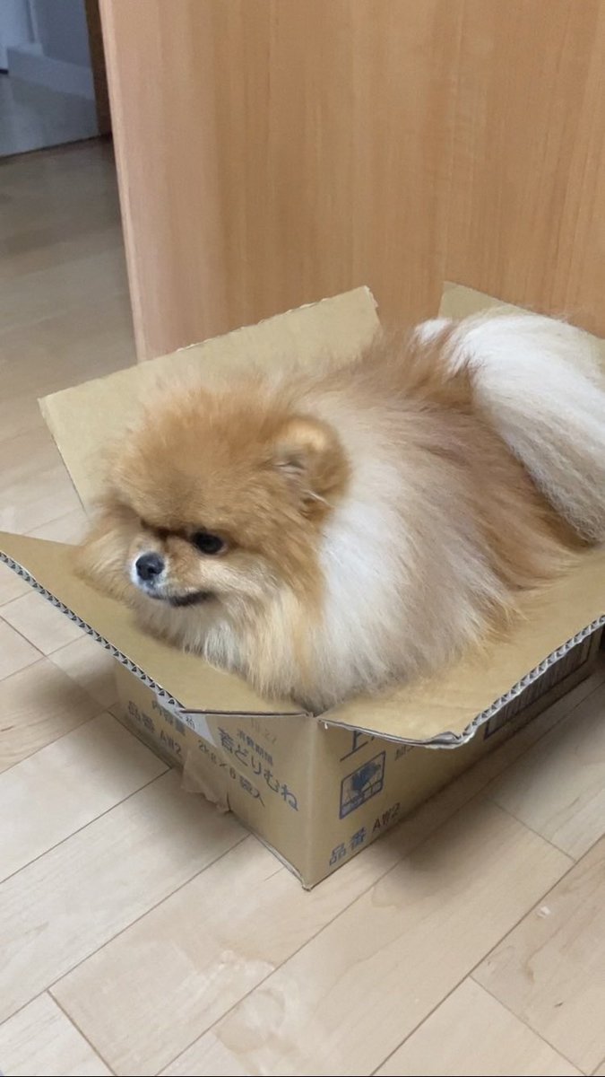 kibidango_sippo's tweet photo. カート持ってなくて、ダンボールで我慢して、レンタルカートを自分のだと勘違いして、やっとこ手に入れたマイカート。 https://t.co/HSLvig4kiB