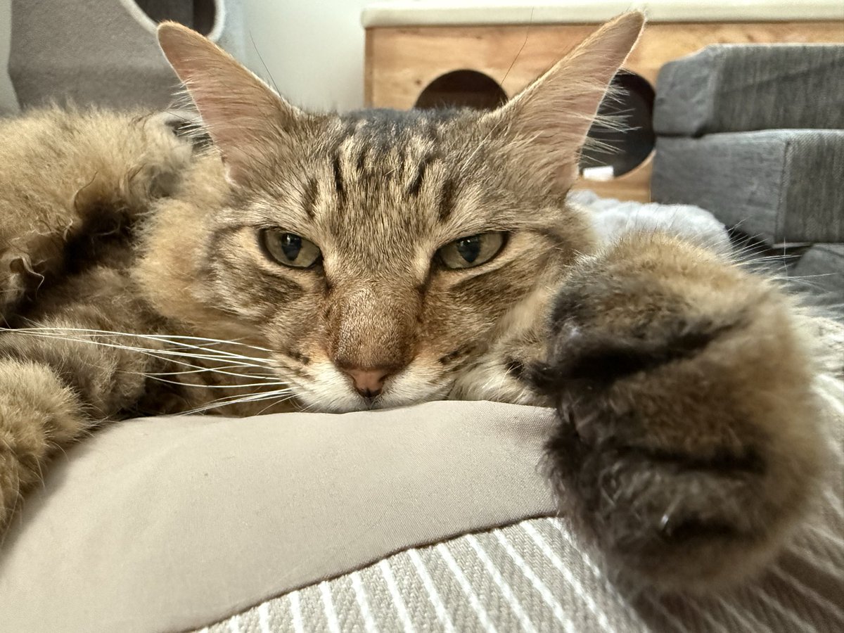 yasuko_sma's tweet photo. 【ご報告】

実は猫を9匹飼ってました‼️

全員保護猫‼️

上は14歳から下は1歳です‼️

私が不在の時に見てくれる人が
3人くらいいて
私がもしポックリいっても代わりに育ててくれる人も何人かいます〜
猫専用の部屋も3部屋あります

#坂上どうぶつ王国 https://t.co/AuRnVWKzFd
