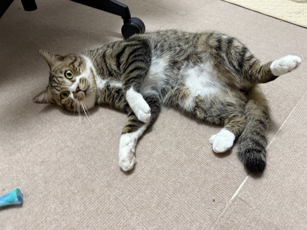yasuko_sma's tweet photo. 【ご報告】

実は猫を9匹飼ってました‼️

全員保護猫‼️

上は14歳から下は1歳です‼️

私が不在の時に見てくれる人が
3人くらいいて
私がもしポックリいっても代わりに育ててくれる人も何人かいます〜
猫専用の部屋も3部屋あります

#坂上どうぶつ王国 https://t.co/AuRnVWKzFd