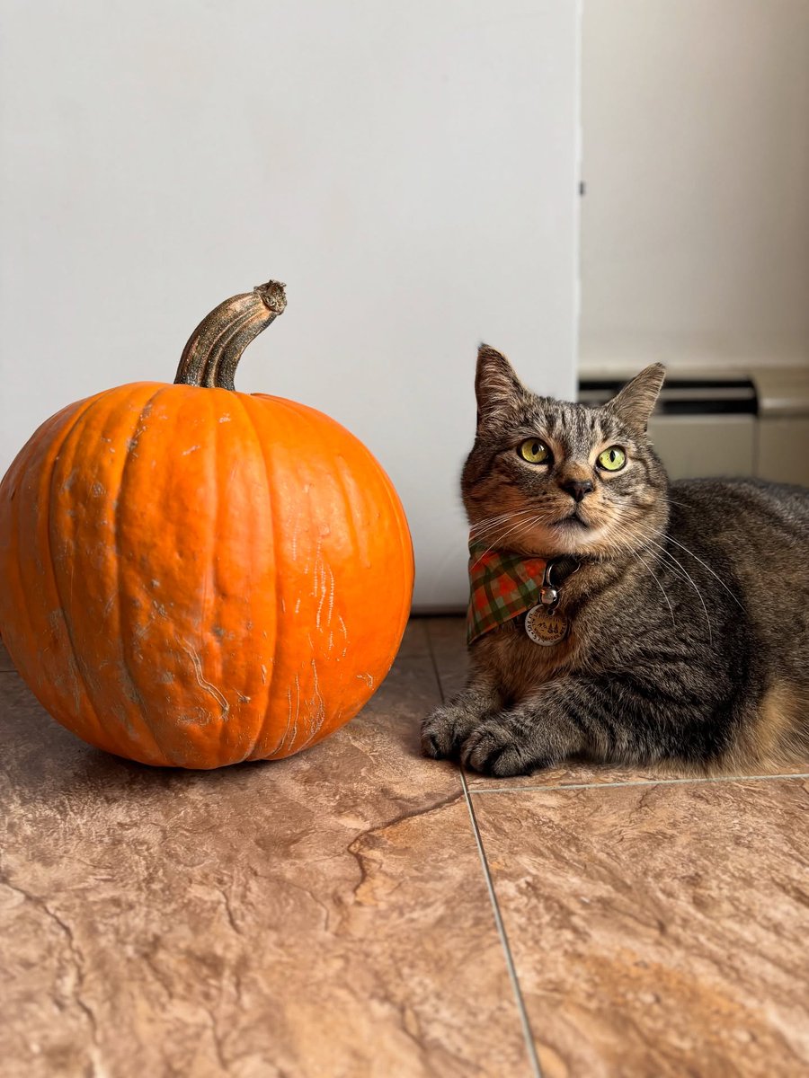 StaceeAlph8mjh's tweet photo. Mom’s pumpkin. https://t.co/BidoTAKbPG