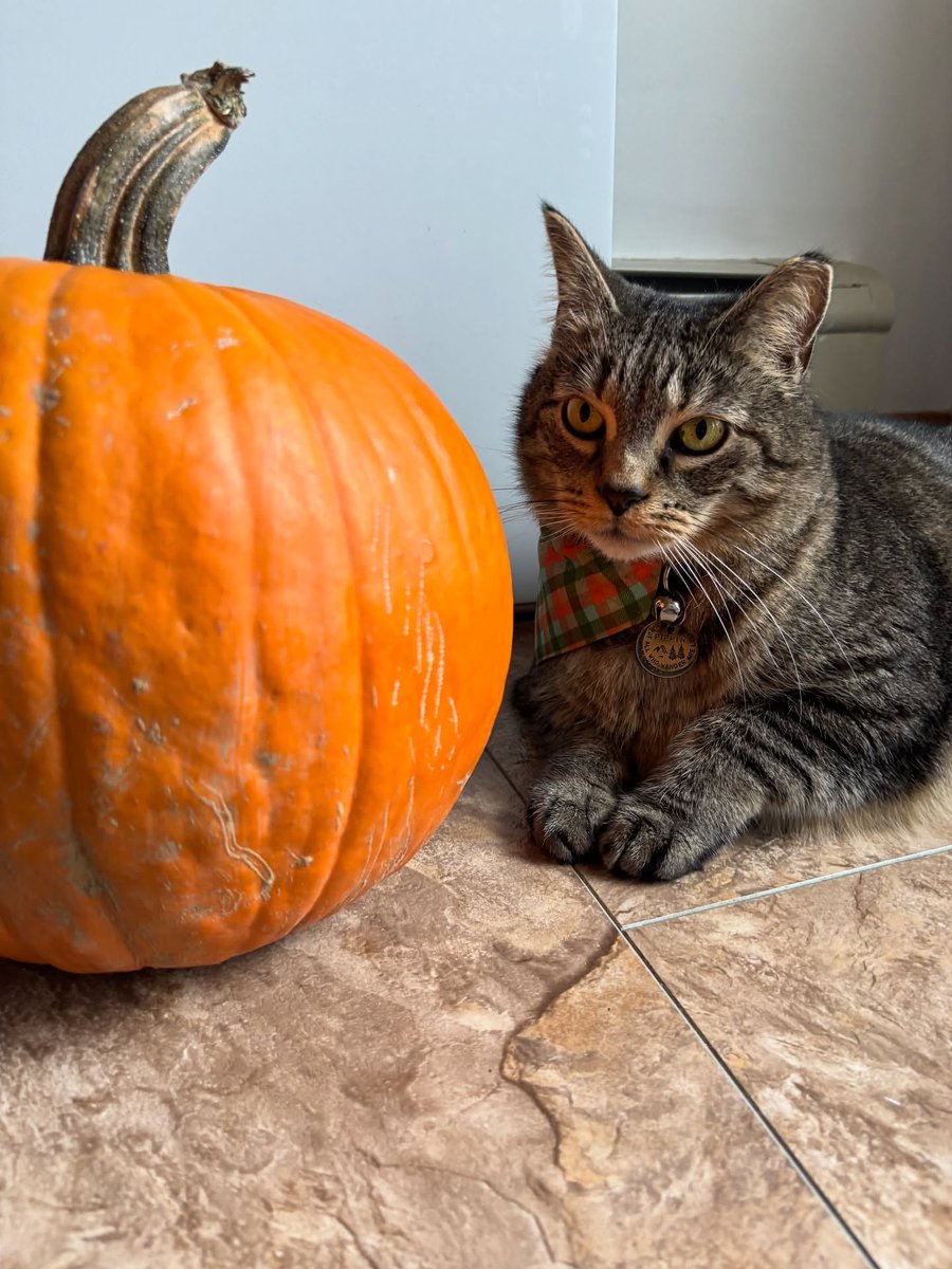 StaceeAlph8mjh's tweet photo. Mom’s pumpkin. https://t.co/BidoTAKbPG