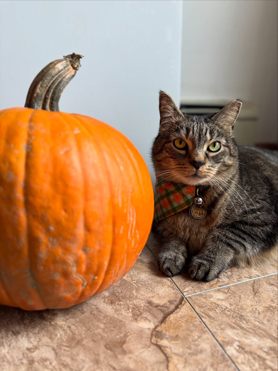 StaceeAlph8mjh's tweet photo. Mom’s pumpkin. https://t.co/BidoTAKbPG