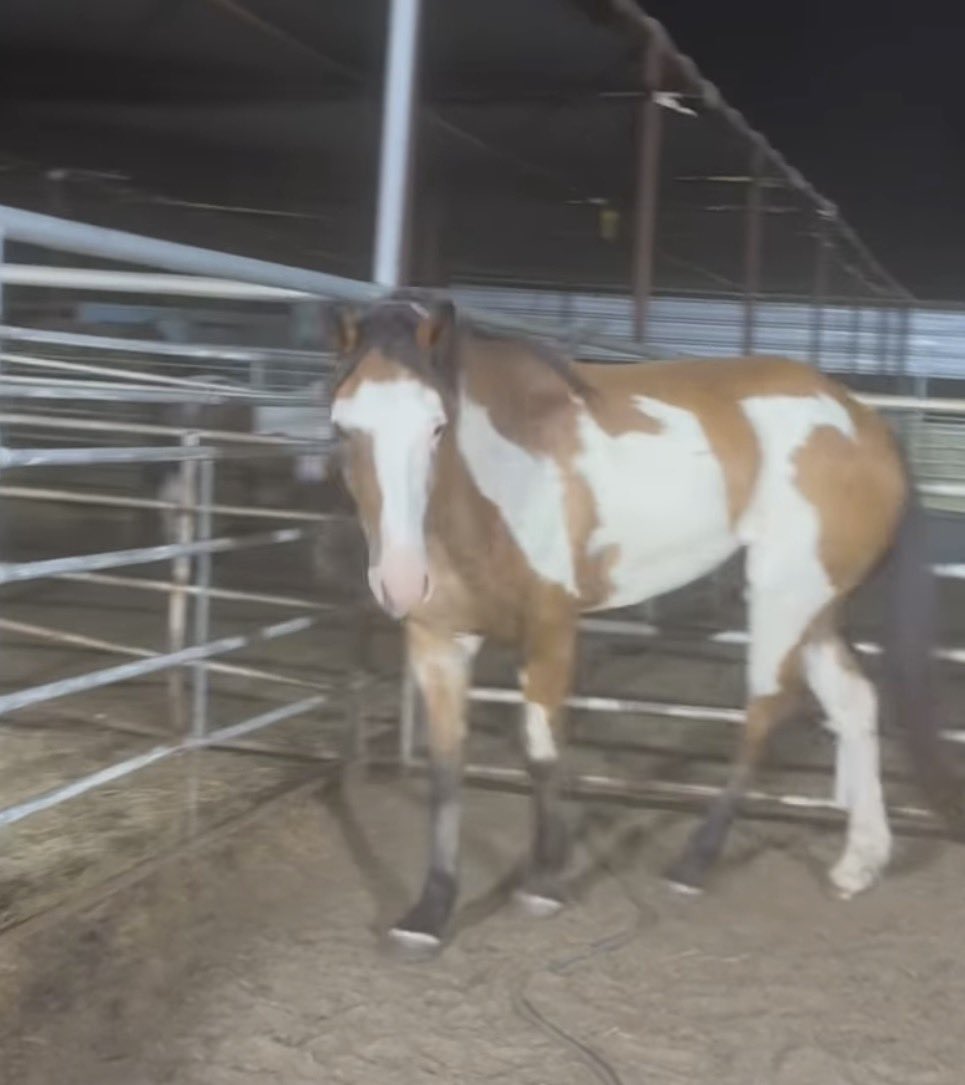 heartandhooves's tweet photo. 🚨 URGENT UPDATE 🚨 Many horses shipped out last night, and we are anxiously waiting to hear who is still there. We are praying with all our hearts that Randy and Jack made it through the night.If they are still waiting, we will do everything possible to get them to safety. If they shipped, we are praying there is still time to get them turned around. 💔

Please donate if you can—every dollar gives them a better chance.

🐴 Save Jack: https://t.co/vdhpnnjHwi

🐴 Save Randy: https://t.co/6wj9zxrj0I

Please share far and wide. Their lives may still depend on it.

#SaveJack #SaveRandy #UrgentRescue #EquineRescue #SaveAHorse