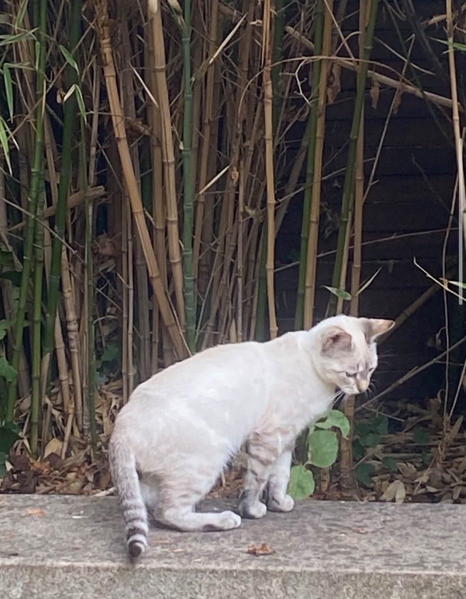 agnesvardyke's tweet photo. oomfs! 
alerte chatons à donner en Ile-de-France, proche de Paris !!
dm si intéressés, pour plus d’infos 💌🐈

rt appréciés https://t.co/o7VsUsq64Y