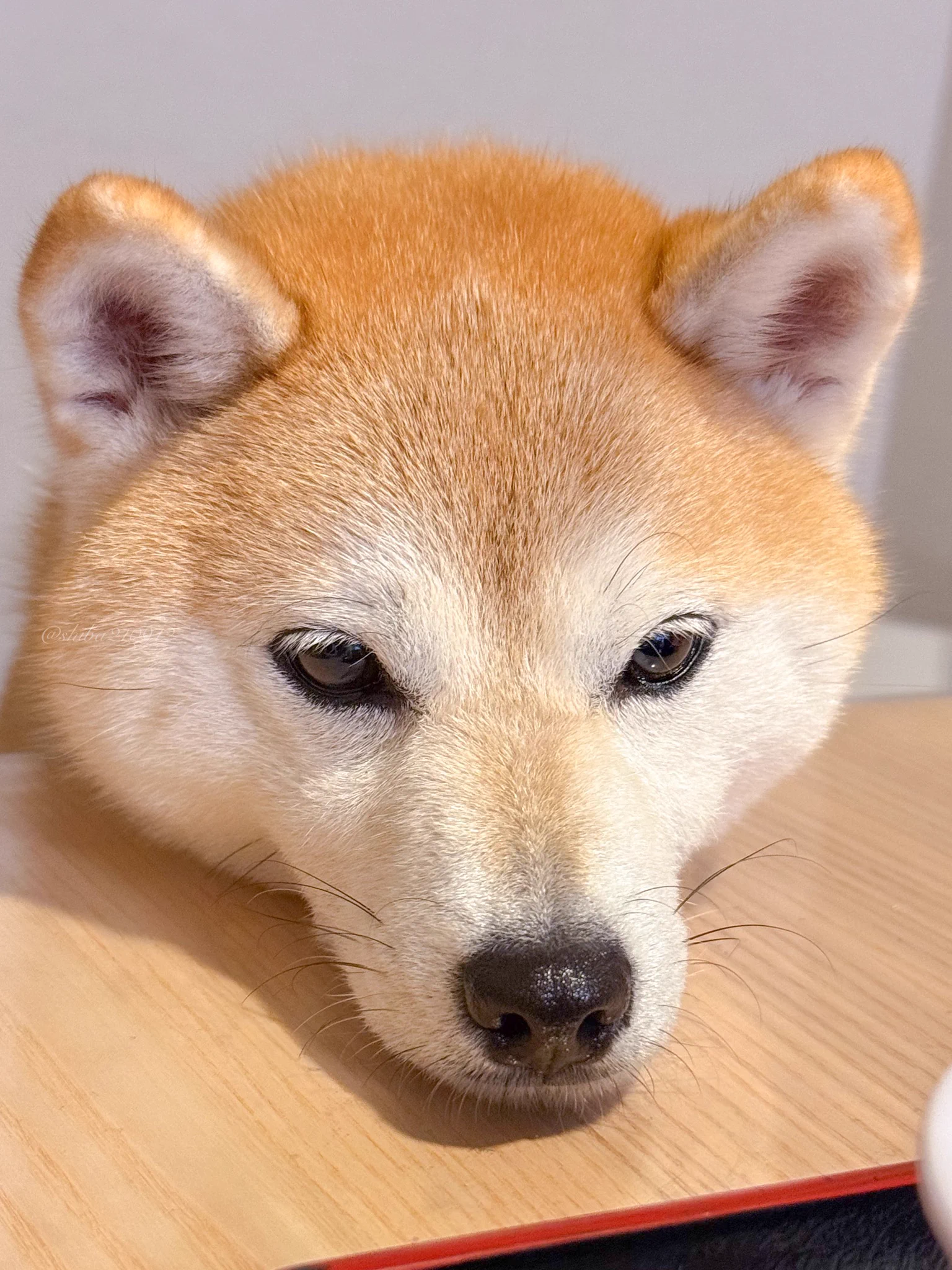 柴犬もも (@shiba210912) / X