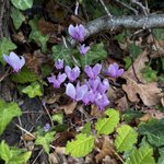 Photo by William Cobbett Primary School (@WCPSFarnham)