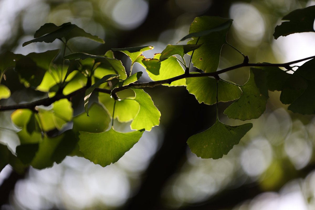 ura_farm_photo's tweet photo. お散歩写真 昭和記念公園
SIGMA 70-200mm F2.8 DG OS HSM
R6で試し撮り
今度はR7でも試したい
#ファインダー越しの私の世界
#キリトリセカイ
#写真好きな人と繫がりたい
#canonphotography https://t.co/QjnrLrmhlA