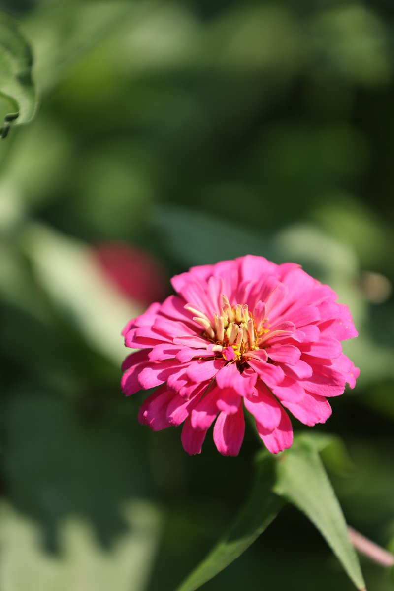 ura_farm_photo's tweet photo. お散歩写真 昭和記念公園
SIGMA 70-200mm F2.8 DG OS HSM
R6で試し撮り
今度はR7でも試したい
#ファインダー越しの私の世界
#キリトリセカイ
#写真好きな人と繫がりたい
#canonphotography https://t.co/QjnrLrmhlA