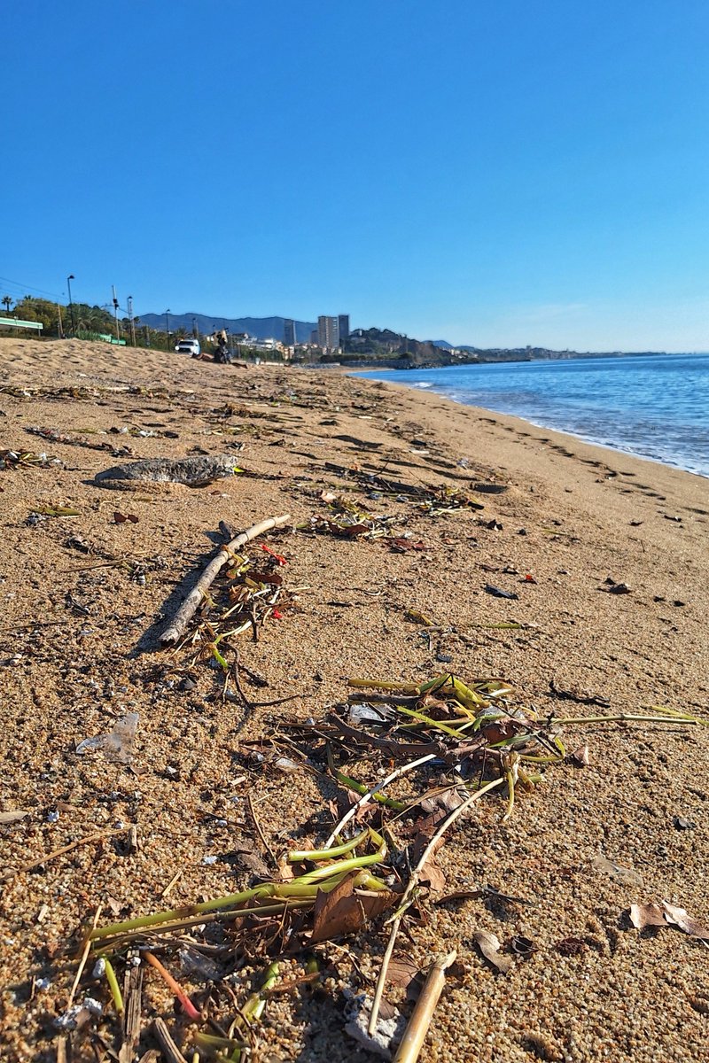 chusversion's tweet photo. @ParcsplatgesAMB la platja de #Badalona ja forma part del programa d recuperació d'espais naturals? 😅 La tempesta del 16 de setembre va deixar això. Avui, 9 dies després, seguim igual. Sr. @Albiol, entenc que recollir-ho tot porta el seu temps… però quant exactament? Per Nadal? https://t.co/Ebz1W27Fnr