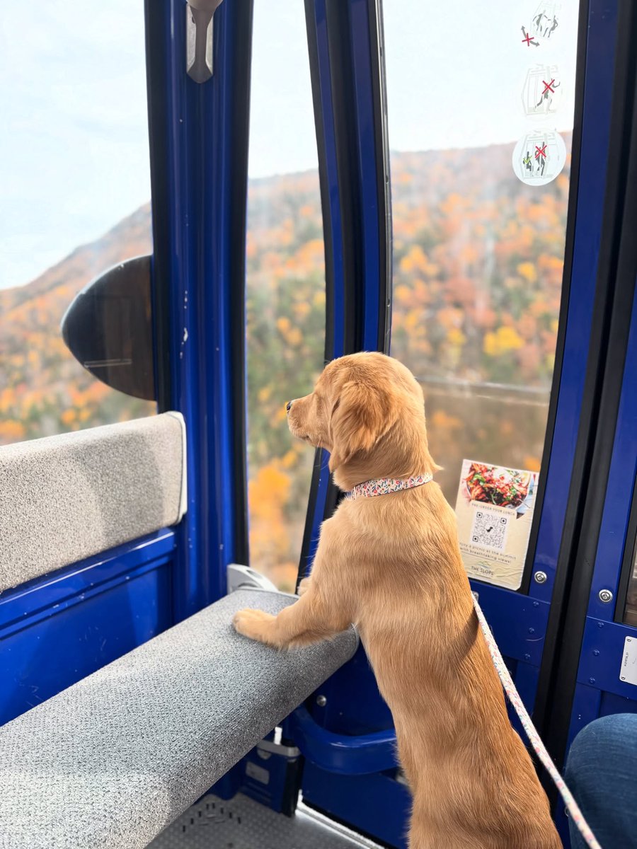 StaceeAlph8mjh's tweet photo. Gondola rides and free cheese from a kind food-truck vendor. https://t.co/VSjei0GIOr