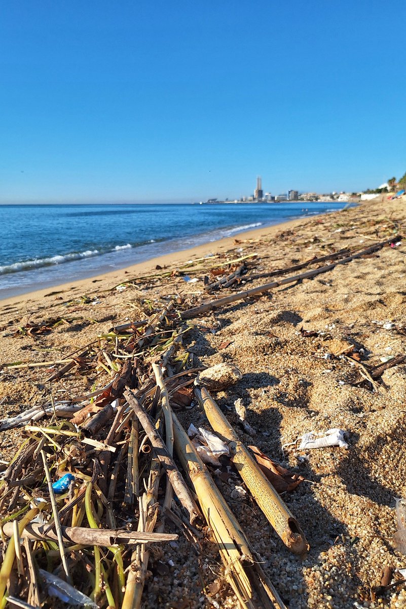 chusversion's tweet photo. @ParcsplatgesAMB la platja de #Badalona ja forma part del programa d recuperació d'espais naturals? 😅 La tempesta del 16 de setembre va deixar això. Avui, 9 dies després, seguim igual. Sr. @Albiol, entenc que recollir-ho tot porta el seu temps… però quant exactament? Per Nadal? https://t.co/Ebz1W27Fnr