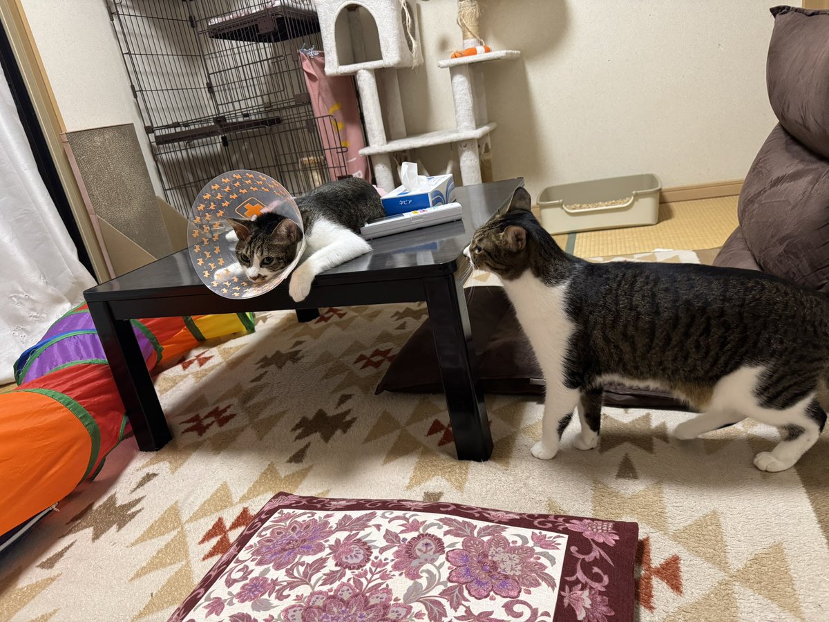kirushu2's tweet photo. 猫との暮らし2年256日目
以前見つかった肥満細胞腫の手術をしたボタン君。
写真は不貞腐れて寝てるけど、拘束されるのが嫌いなボタン君とエリザベスカラーの相性が最悪で大変...😿
疲れたら寝て、しばらくすると暴れてを繰り返してる...
#保護猫 #譲渡会 #猫好きさんと繫がりたい  #ねこのいる暮らし https://t.co/RQUK0rAYru