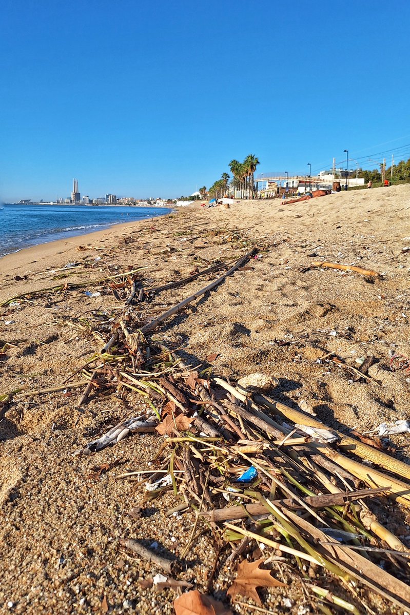 chusversion's tweet photo. @ParcsplatgesAMB la platja de #Badalona ja forma part del programa d recuperació d'espais naturals? 😅 La tempesta del 16 de setembre va deixar això. Avui, 9 dies després, seguim igual. Sr. @Albiol, entenc que recollir-ho tot porta el seu temps… però quant exactament? Per Nadal? https://t.co/Ebz1W27Fnr