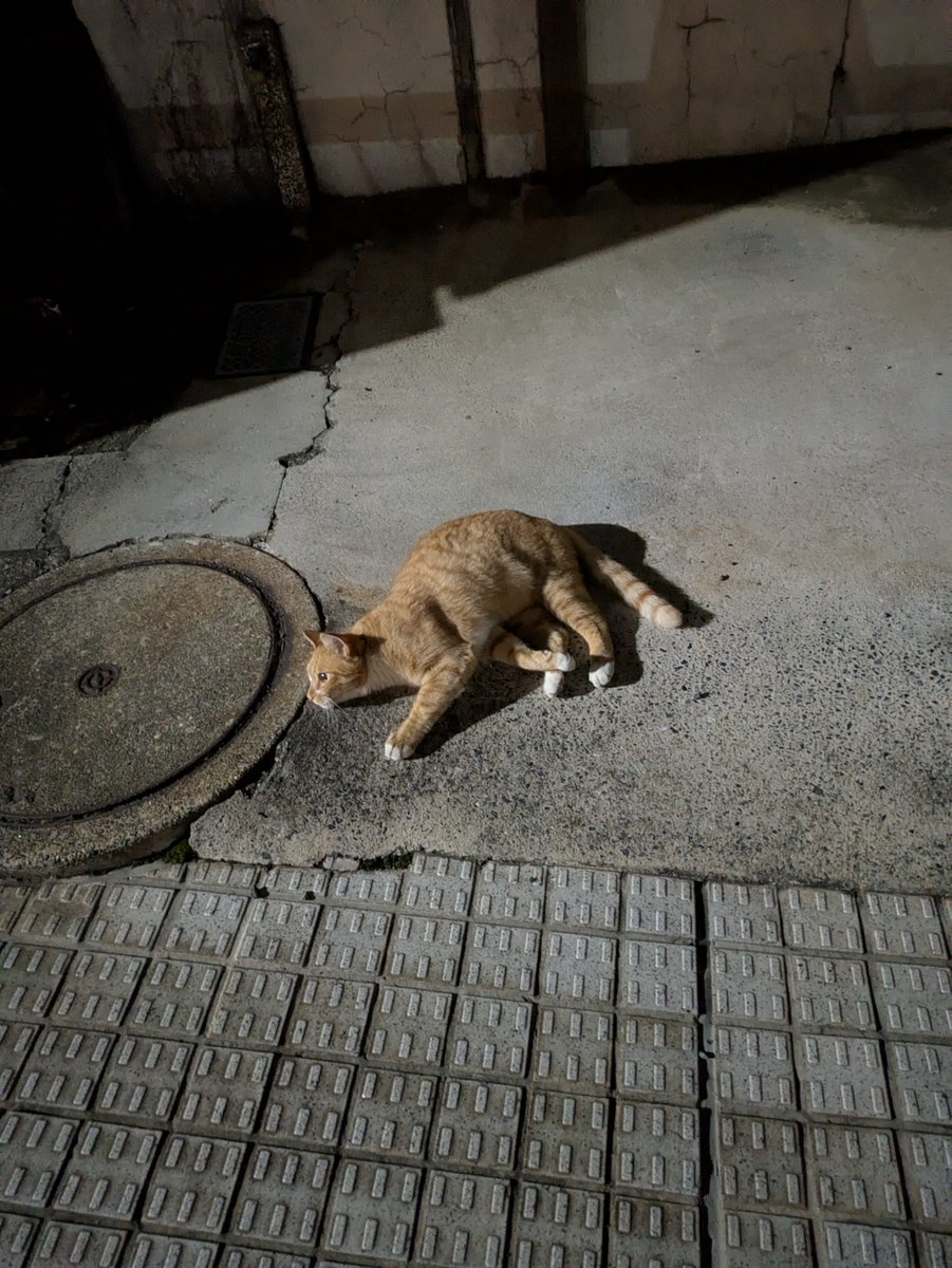 R_bire0's tweet photo. ねこがねころんでる https://t.co/zmTnr9gKty