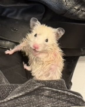 omaeulusaiyo's tweet photo. 家が浸水してるのにハムちゃんが脱走しびちょ濡れで発見されました https://t.co/EroFOWHC7S