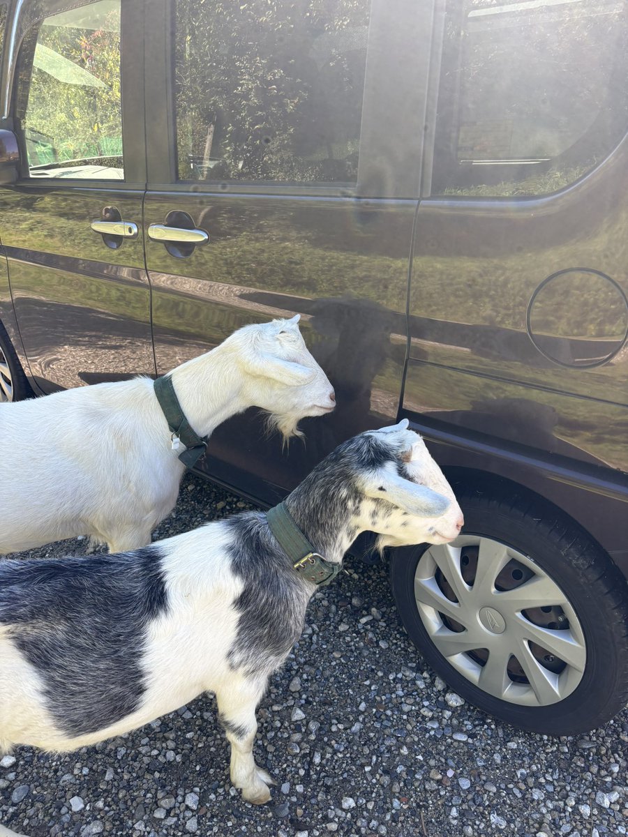 noinoichi's tweet photo. シルバーウィークに次女が帰ってきてたんだけど、めっちゃ車の匂い嗅いでるヤギ🐐
たぶん前世、犬だと思う。 https://t.co/s2GL4Wcu11