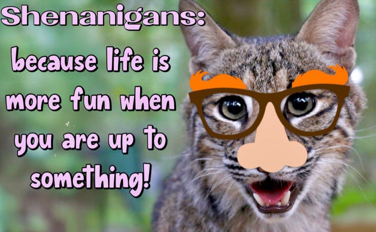 BigCatRescue's tweet photo. “Shenanigans: because life is more fun when you are up to something!”
#FlintBobcat #BigCatRescue #FunnyPosts #FunnyCat #FridayVibes #FridayFun #Silly https://t.co/gPGZVaSKpN