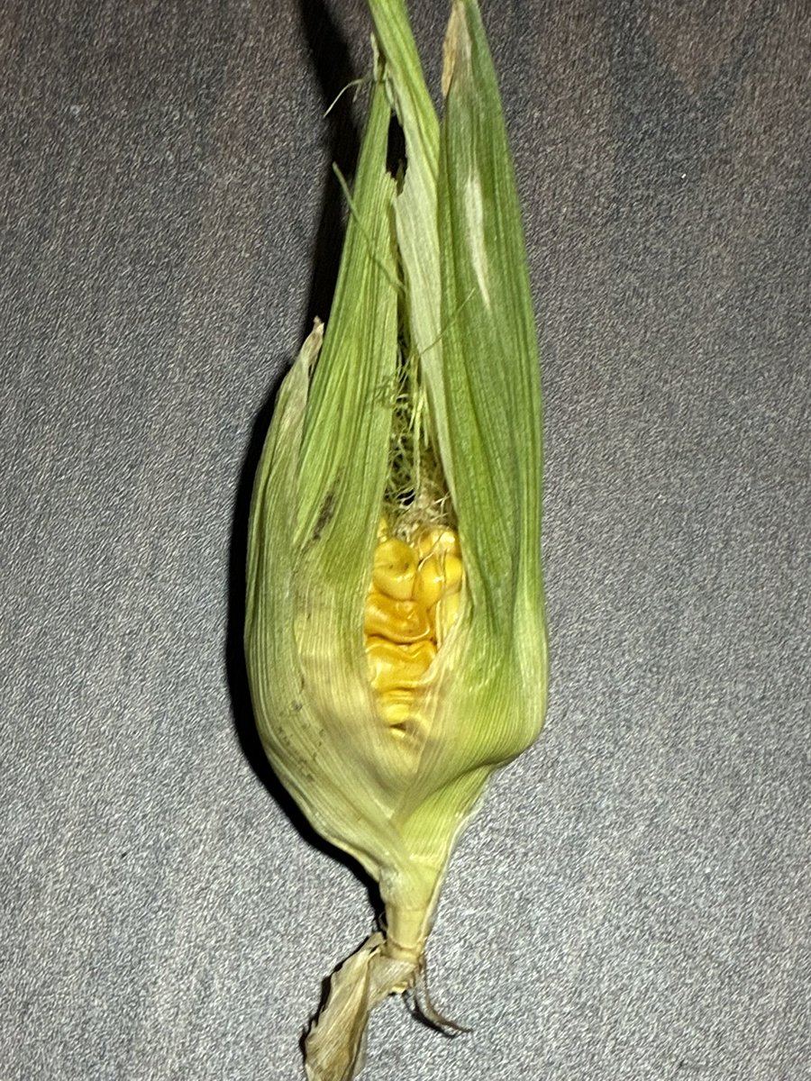 22relaxation's tweet photo. ウチの店の花壇で採れた、とうもろこし🌽
小さっ😂 https://t.co/1PDyGCK7dU
