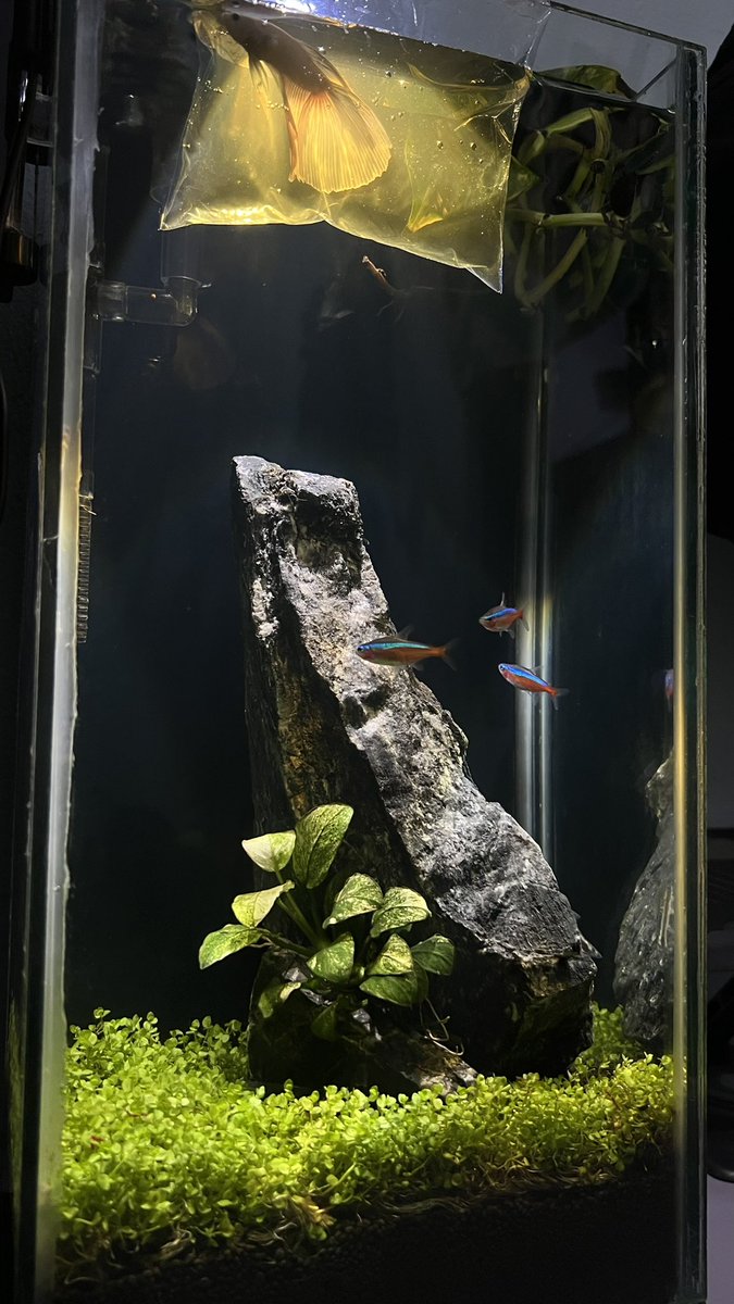 galeo1_'s tweet photo. Ikan cupang aja butuh penyesuaian 🐟
Info tips cupang biar mantap https://t.co/AoWwjwosvs