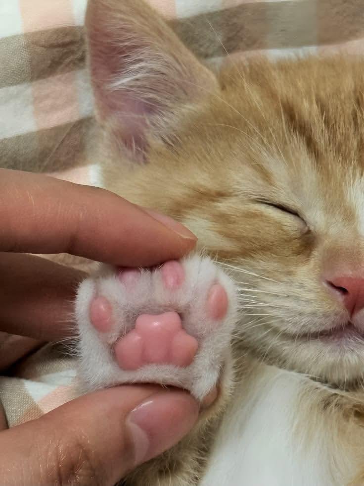 catpostaura's tweet photo. https://t.co/gewMMV04wq