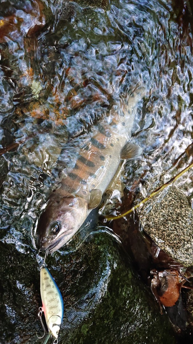 kenchang_RX's tweet photo. 午後の部は別の支流へ移動
水多すぎだったので支流の沢へ
なんかキタ━━━━(゚∀゚)━━━━!!と思ったら、成魚放流のイワナでした🥴🥴
58cmありました🤔🤔
ものすごく複雑な、というか、残念な気持ちになったので終了
ルアー壊されなくてよかった😇
#exts464ul
#zico45s https://t.co/fjH28gE4v1