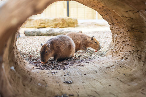 ABCMagazineUK's tweet photo. WIN fabulous prizes with ABC Magazines!
🛹Prizes include Video Walkie-Talkies, a brilliant Capybara Experience, a Banwood's Skateboard and books. 📖
For your chance to win, enter today at https://t.co/4Q8GmElklg or scan the QR code in ABC Sussex or ABC Surrey.
🤞🏼Good luck! https://t.co/EQ7uQEKao8