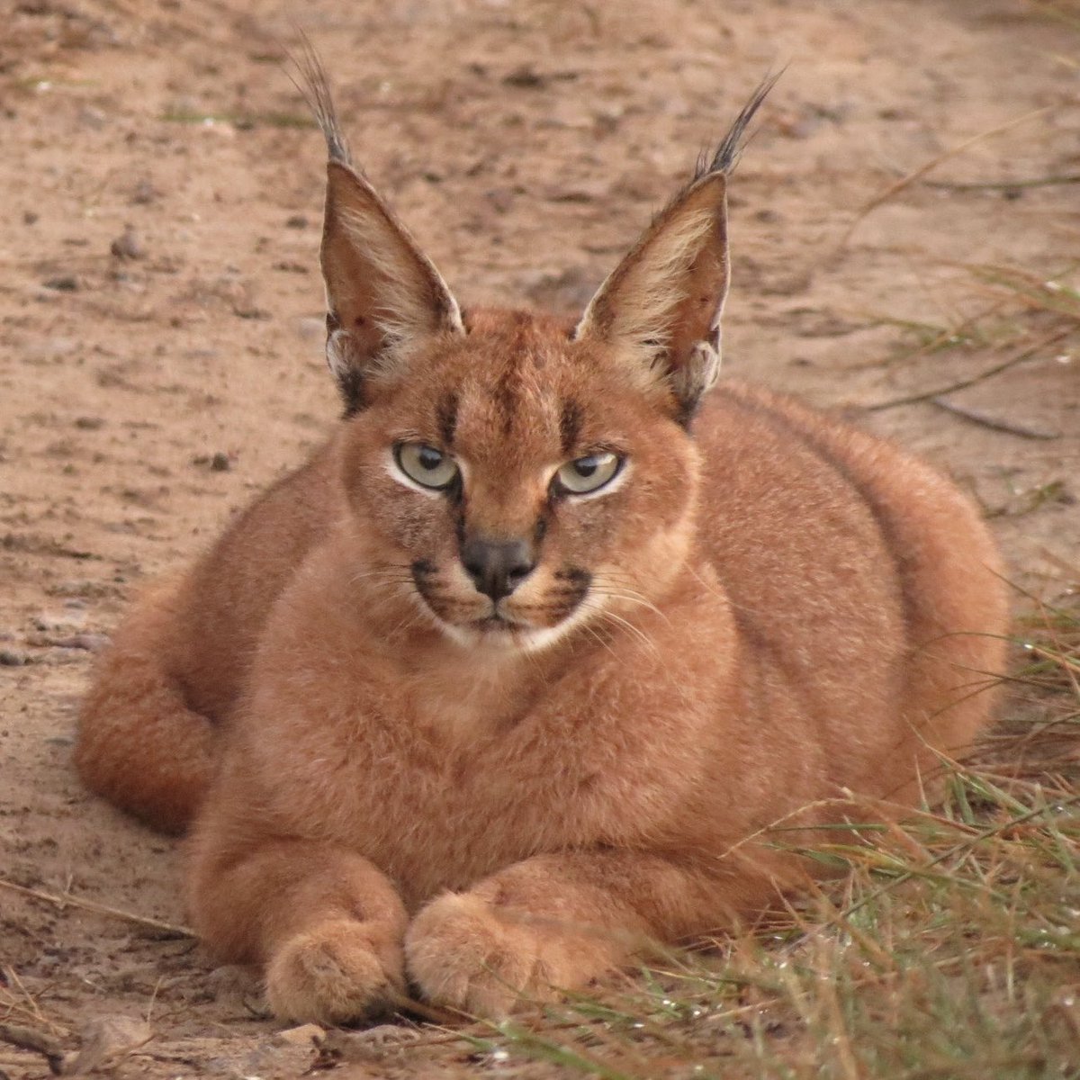 mammalsoftoday's tweet photo. mammal of the day 16: caracal (caracal caracal)

> found in: africa, the middle east, and parts of asia
> habitat: savanna, dry woodland, and semi-desert
> eats: rodents, birds, hares, hyraxes, and small antelope
> status: least concern

📸: Christiaan Viljoen (CC BY 4.0, cropped)