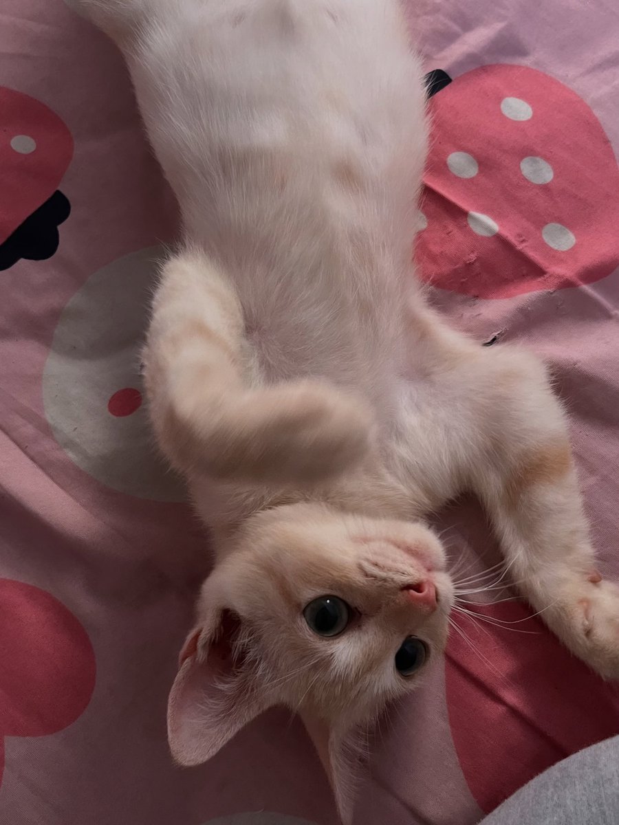 DeniceStright's tweet photo. First, he posed like a model. Then he couldn’t wait to see the photos. https://t.co/smcUQeHy89