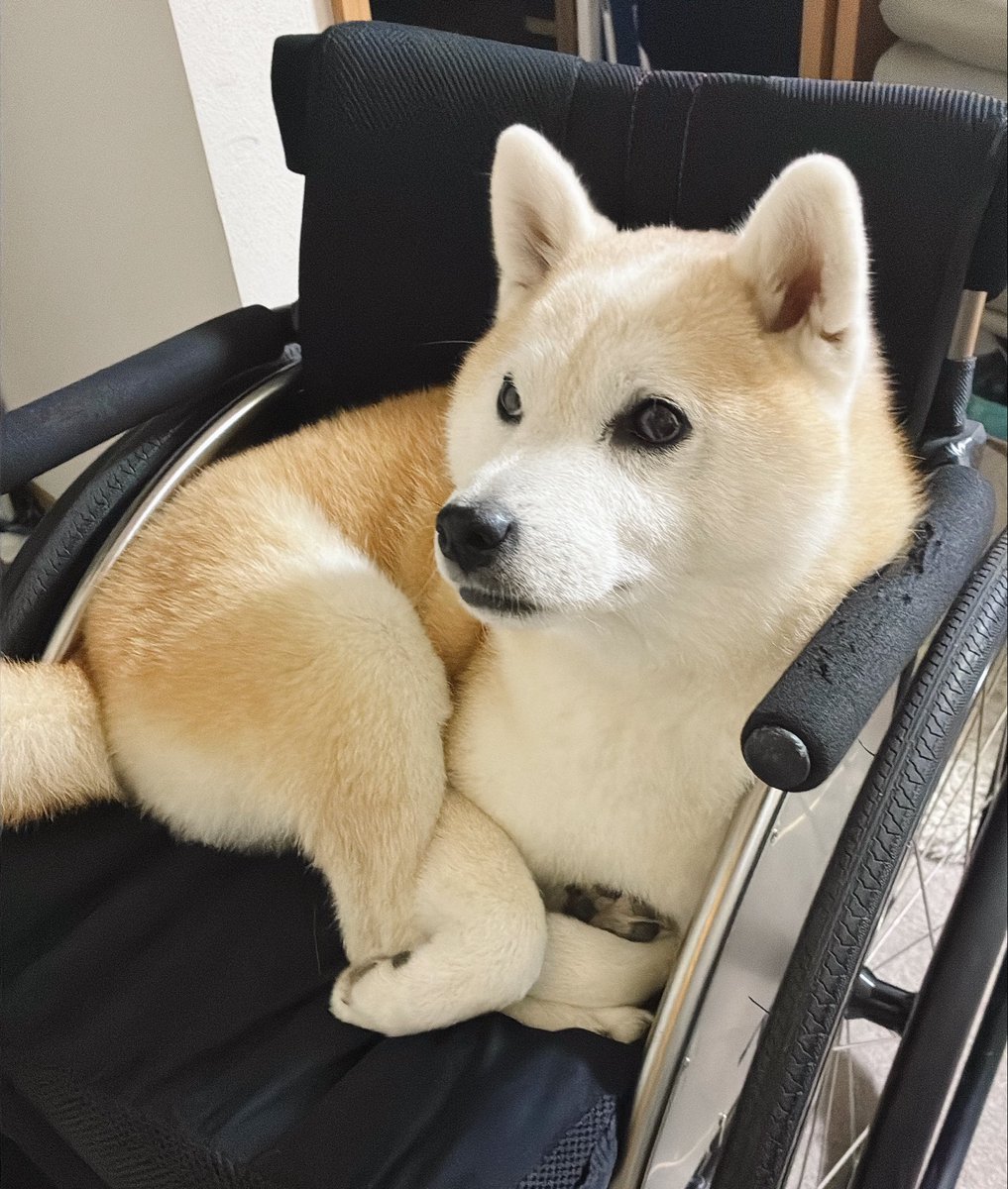 ymt0623's tweet photo. ゴムゴムの実食べました？笑

足絡まりすぎててわやwwwwww

#柴犬 #犬好きさんと繋がりたい #shibadog #柴犬のいる生活 #柴犬のいる暮らし #柴犬のいる幸せ #柴犬を崇めよ #イッヌ #愛犬 #黒柴 #赤柴 https://t.co/Z6Nv833iqI