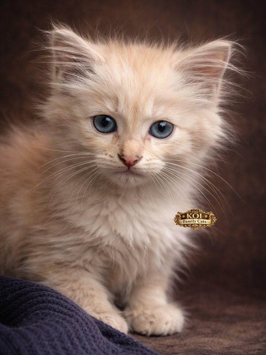 DeniceStright's tweet photo. Hi, I’m Opet—and I have a twin, Iput! We were rescue cats, always loved by our queen. Boy joined us after Opet went to heaven and became Iput’s soulmate. Kukut is our stray “polar bear” neighbor! https://t.co/8i2NMbYAHL