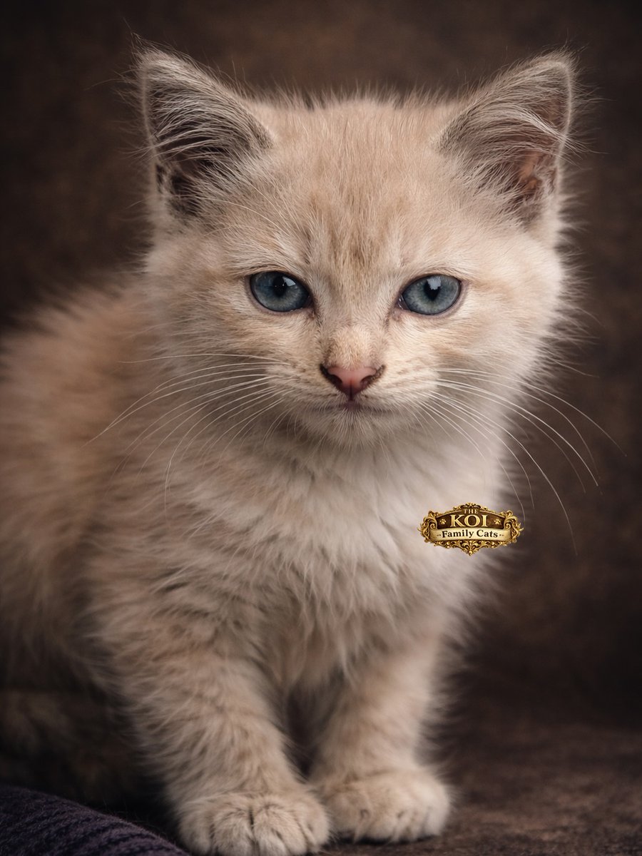 DeniceStright's tweet photo. Hi, I’m Opet—and I have a twin, Iput! We were rescue cats, always loved by our queen. Boy joined us after Opet went to heaven and became Iput’s soulmate. Kukut is our stray “polar bear” neighbor! https://t.co/8i2NMbYAHL