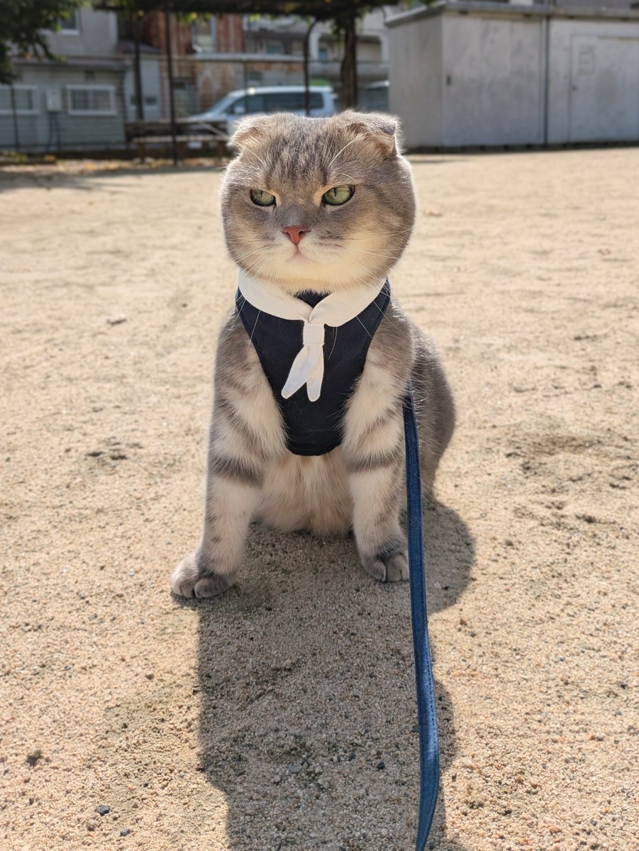 manbou20210606's tweet photo. 「もう暑いて…。」
　残暑にあきれるまんぼう https://t.co/XTGgeh13tI