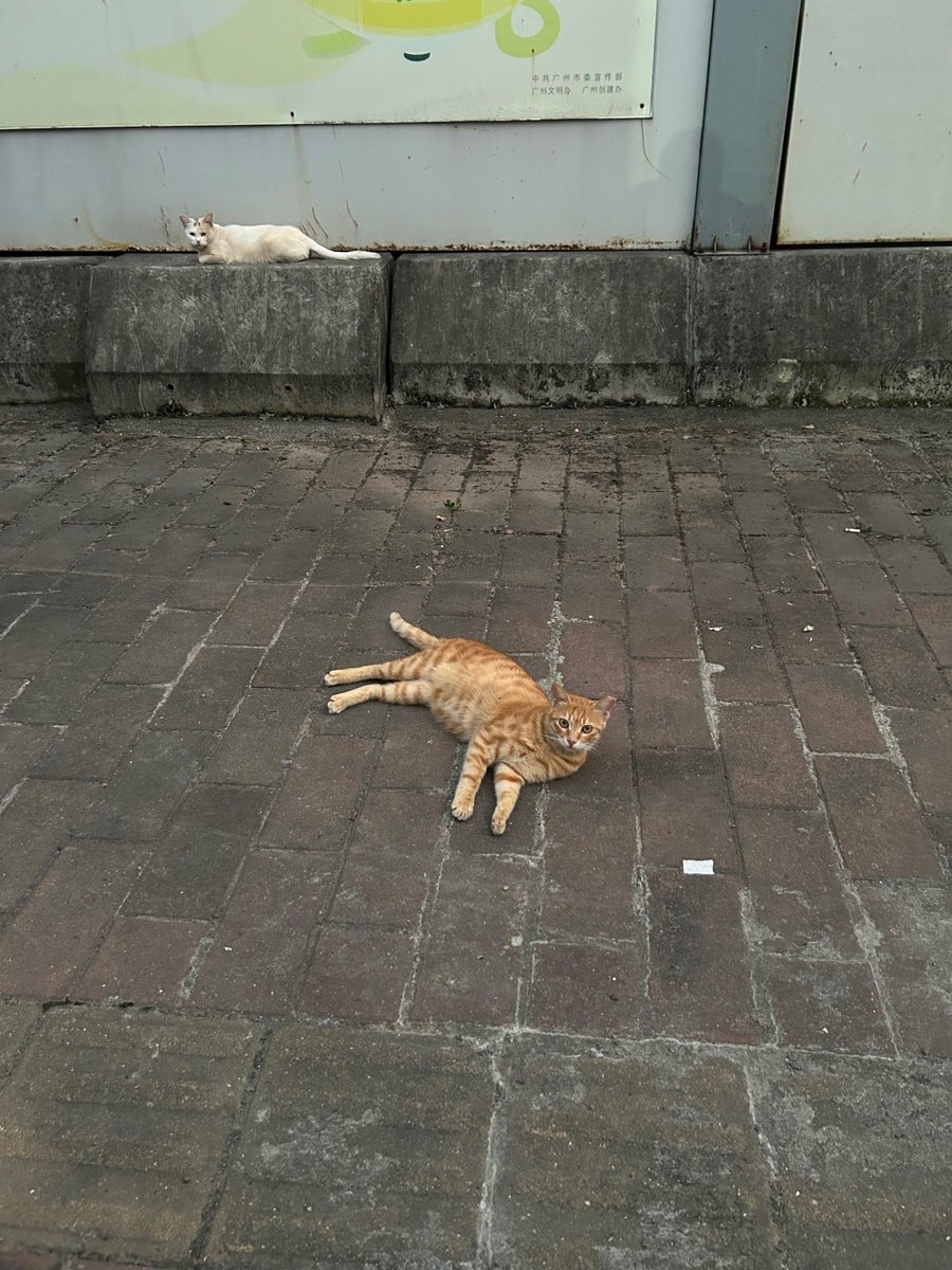 Topik98539622's tweet photo. I saw a cute cat at the alley today, it looks like a little侔偾某 https://t.co/wx5F28LSMS