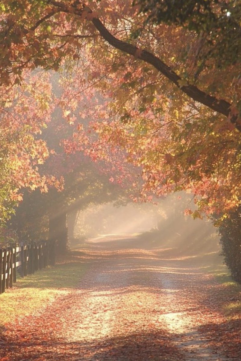 EvaLovesDesign's tweet photo. New days to start over. 

A new day is life handing you a blank page and saying, “Try again.” Leave yesterday where it belongs, take what it taught you, and walk into today with a fresh heart, a clear mind, and a little more courage https://t.co/jIA0Oi1B60