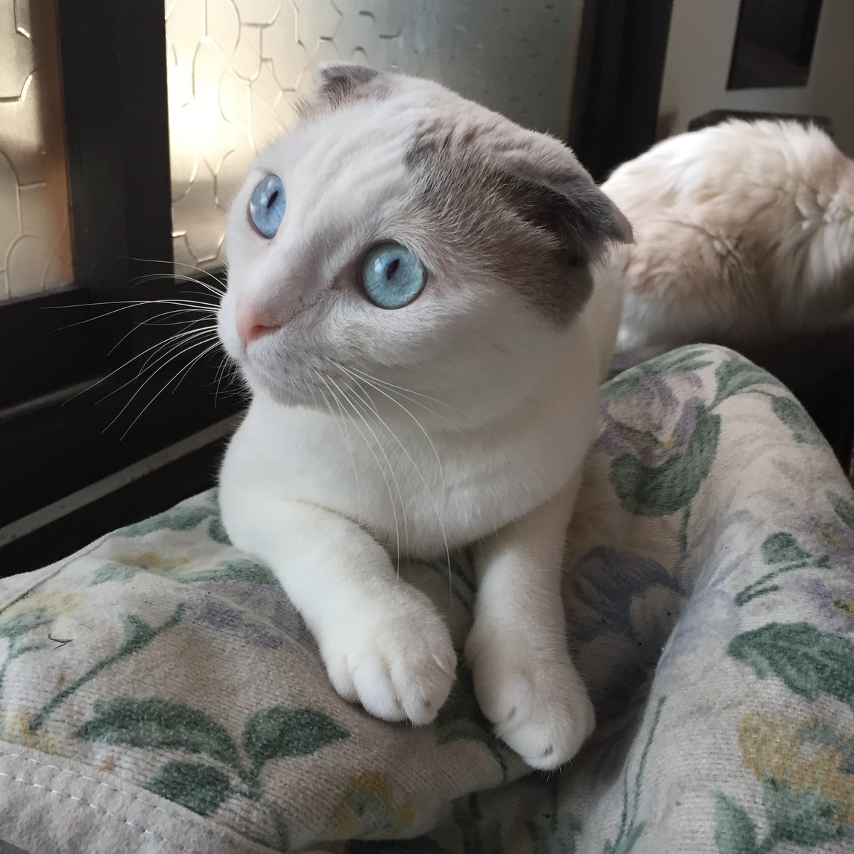 CatApartment's tweet photo. 今日は豆もちくんのお誕生日🎂

13歳、元気に迎えてほしかった。
お空に行ったなんて今でも信じられないや。最後はほんとにかっこよかったよ！

まんまるで愛らしくて不思議くんで、みんなに愛されてたもっちゃん。
皆様、よかったらもっちゃんの思い出のお写真やメッセージをリプ欄にお願いします！ https://t.co/ZI9z3Dg496