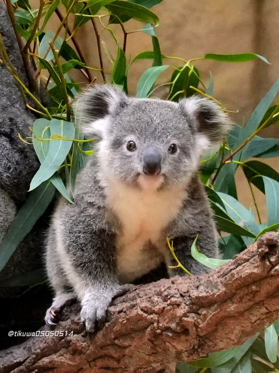 tikuwa05050514's tweet photo. 大きくなったね👶🥰🐨✨
2026.09
#りん仔 #コアラ #東山動植物園 https://t.co/m9Ja38YnJe