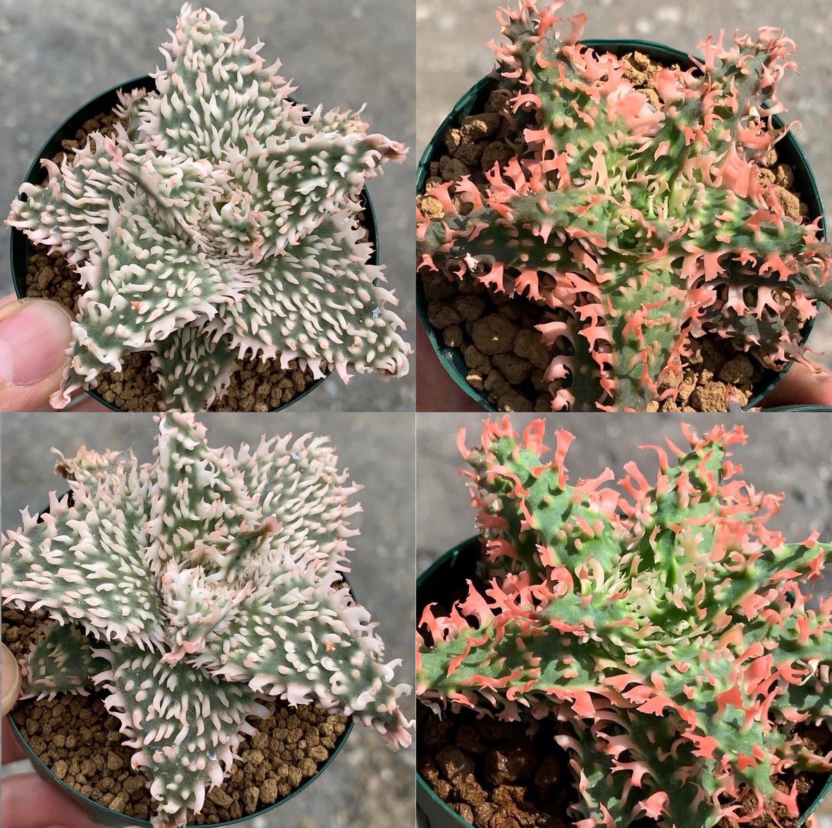 awn_plants's tweet photo. お気に入りの20と17をかけたやつ。両方の良いところが出ててなかなかの個体。ヤフオクに出しました◎
明日のour plantsにも兄弟苗持って行こう。
#awn_aloe_hybrid
#awn_aloe
#aloe #アロエ
#aloehybrid

9/26（土）
Our Plants ver.2.04
12:00〜17:00
梅小路公園内「緑の館」イベント室 https://t.co/x3hlibEsbJ