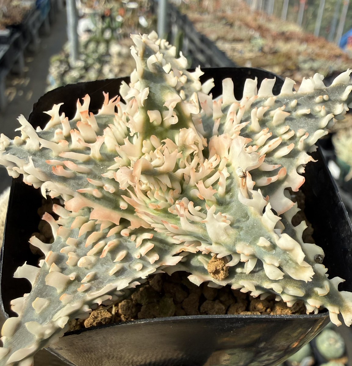 awn_plants's tweet photo. お気に入りの20と17をかけたやつ。両方の良いところが出ててなかなかの個体。ヤフオクに出しました◎
明日のour plantsにも兄弟苗持って行こう。
#awn_aloe_hybrid
#awn_aloe
#aloe #アロエ
#aloehybrid

9/26（土）
Our Plants ver.2.04
12:00〜17:00
梅小路公園内「緑の館」イベント室 https://t.co/x3hlibEsbJ