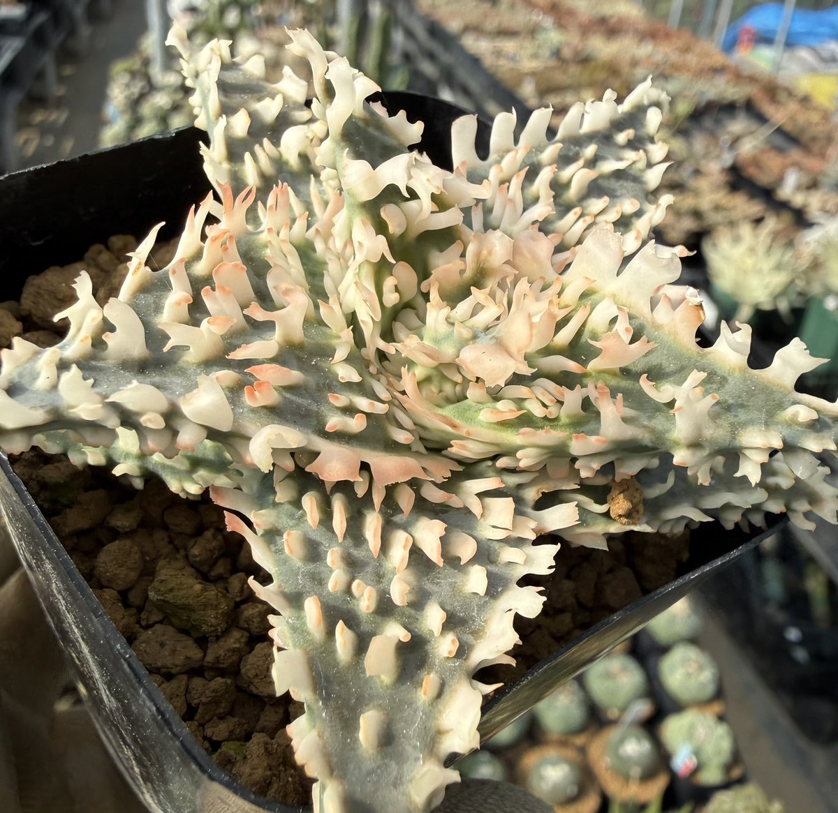 awn_plants's tweet photo. お気に入りの20と17をかけたやつ。両方の良いところが出ててなかなかの個体。ヤフオクに出しました◎
明日のour plantsにも兄弟苗持って行こう。
#awn_aloe_hybrid
#awn_aloe
#aloe #アロエ
#aloehybrid

9/26（土）
Our Plants ver.2.04
12:00〜17:00
梅小路公園内「緑の館」イベント室 https://t.co/x3hlibEsbJ