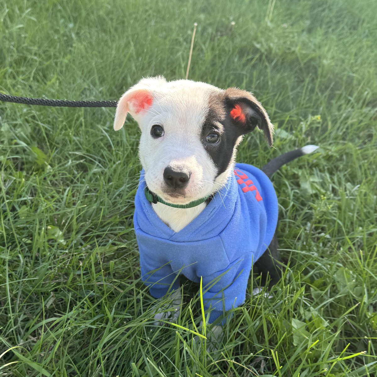 AlexCorradetti's tweet photo. SO CUTE! Cannot wait to meet Deep Fried Oreo! He is our Pet of the Week today with @WiscHumane! 

Join us during our 7 am hour of @CBS58 Morning News on @WMLWTheM for that segment! 

#Adoptdontshop https://t.co/ARuEMhFJG6