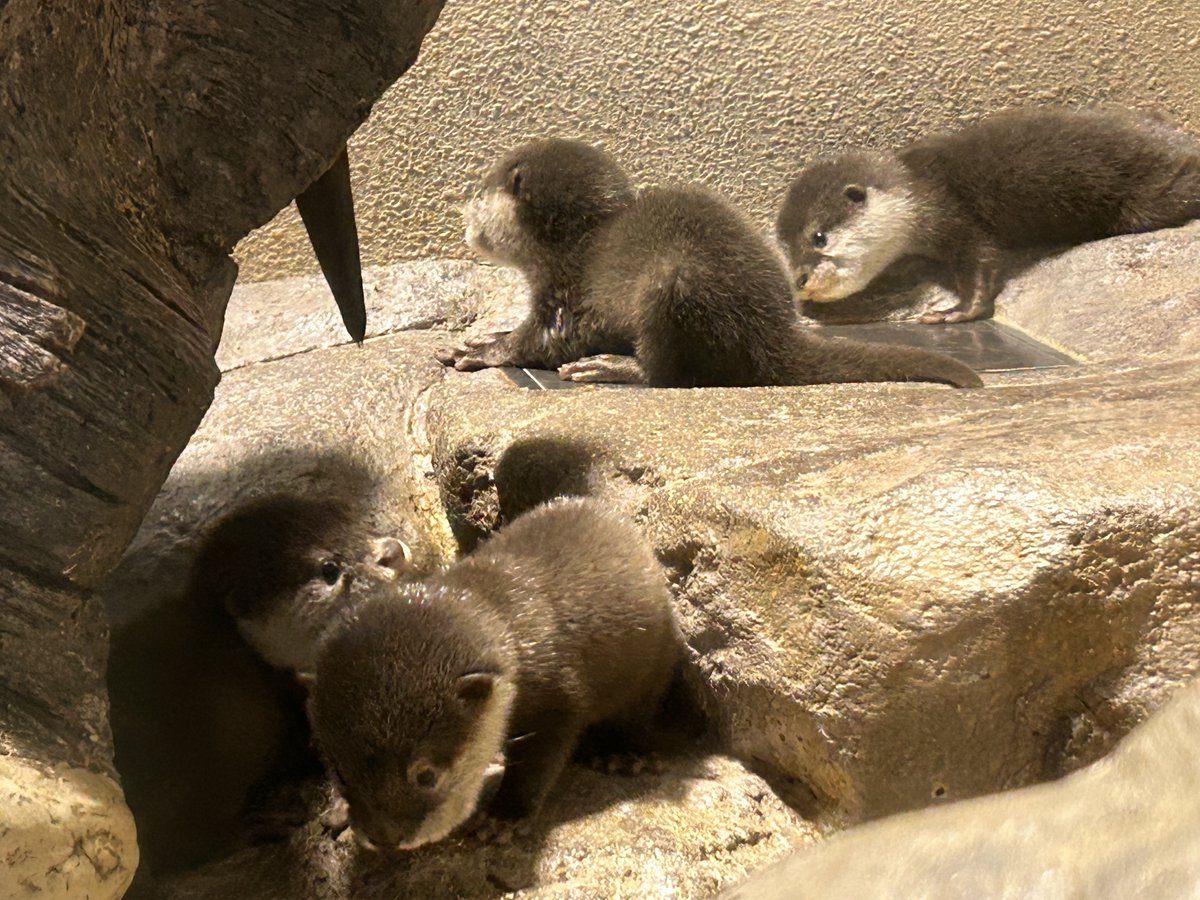 miyajima_aqua's tweet photo. 令和8年7月11日に誕生した、コツメカワウソの赤ちゃん4頭の名前募集を開始します。
詳しくは、宮島水族館公式ホームページをご覧ください。
https://t.co/Dpt3y39TRv

＃宮島水族館 ＃水族館 ＃カワウソ名前募集 https://t.co/nVhMNR1GwQ