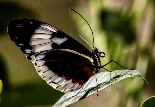 ArlenDublevzv2's tweet photo. A Heliconius butterfly on display at the American Museum of Natural History. https://t.co/TEIHK2PjNn