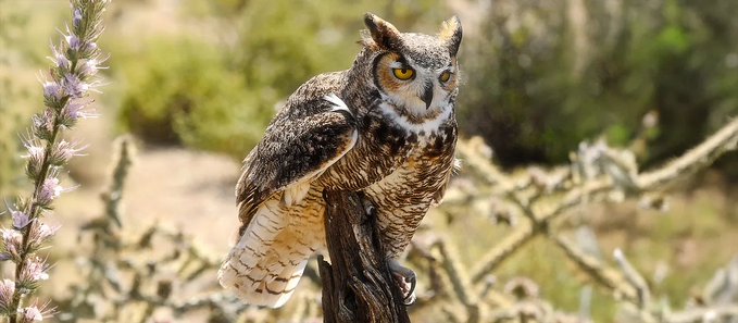 A great horned owl with striking yellow eyes perches on a wooden post in a desert landscape, surrounded by spiky vegetation and purple wildflowers.