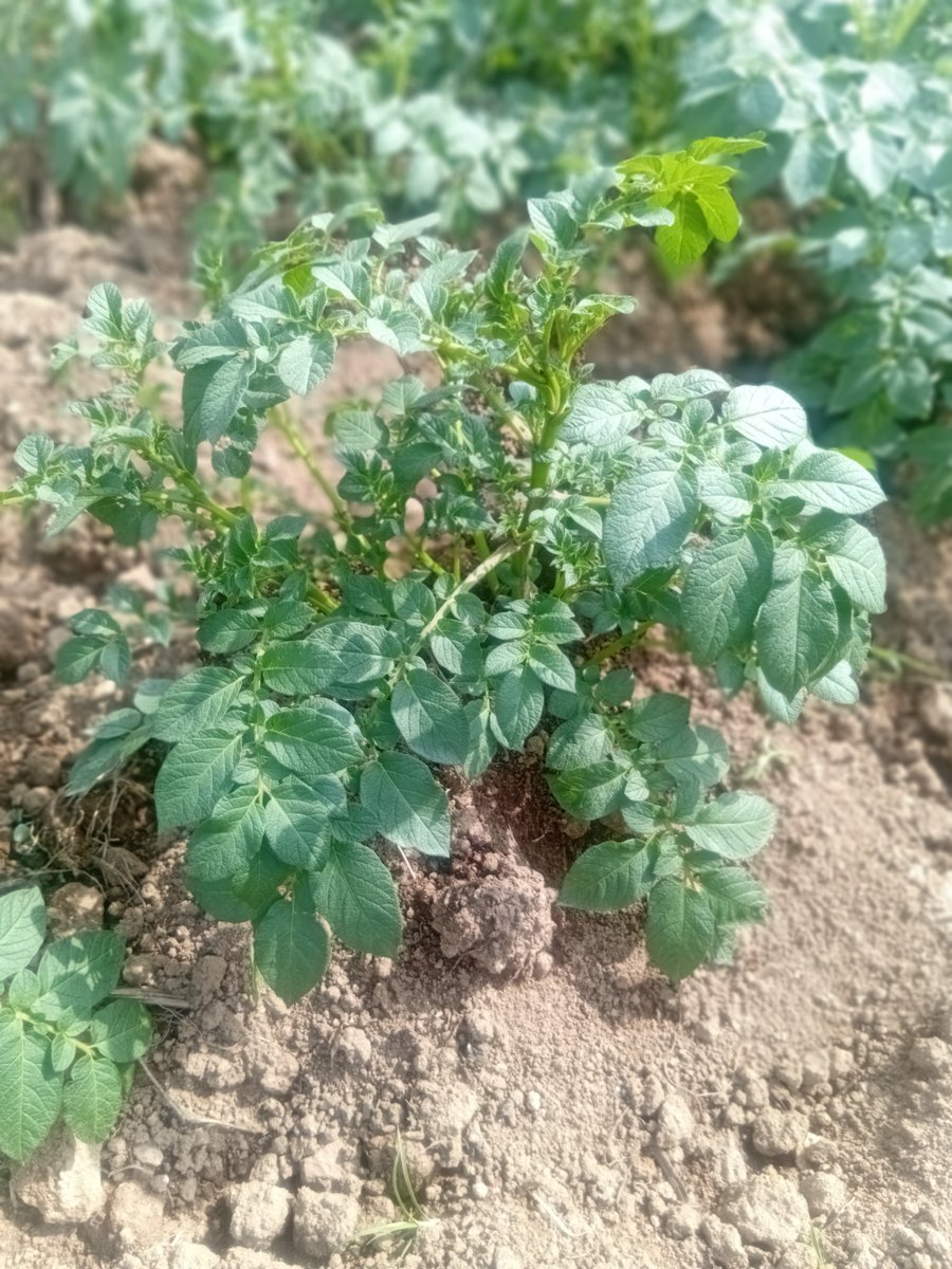 NIGANZENathana1's tweet photo. Irish potatoes are a game-changer for small farms. 90-120 days from planting to profit. High demand, high returns, and they store well. If you have good soil and water, you have a business.

#IrishPotatoes #Agribusiness https://t.co/WGgLHfSI0p
